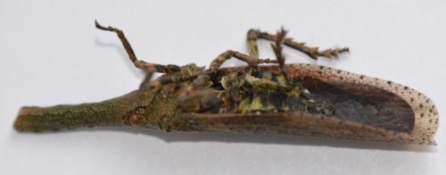Zanna sp.